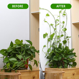 Plant Climbing Wall Fixture (Garden/Home Decor)