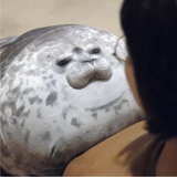 Fluffy Seal Plush Pillow